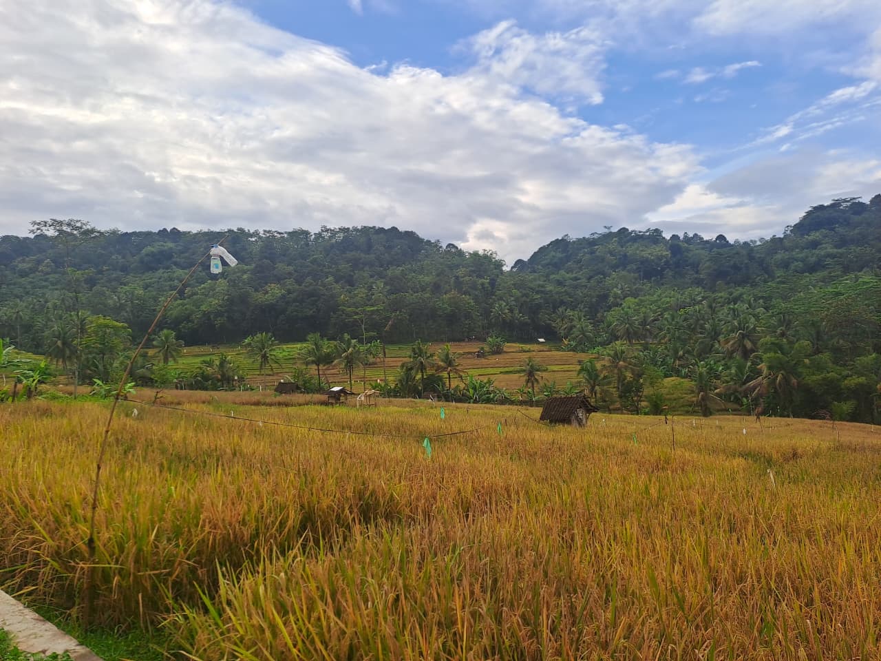 Sawah Desa Tlompakan
